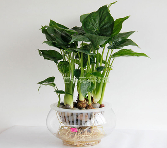 宁波余姚花木租赁价格实惠